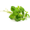 Oregano essential oils